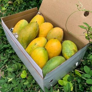 Mango Amro Pali
